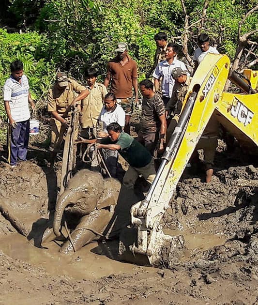 Forest workers with the help of a JCB machine trying to rescue a two year old child elephant inside Buxa Tiger Reserve under Alipurduar