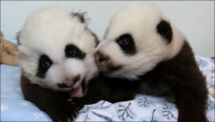 Zoo Atlanta&#039;s new Panda cubs to get christened through public voting! - Watch video