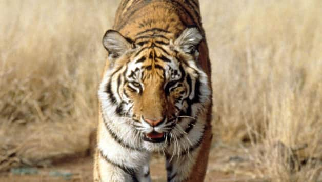 Asian transport projects may endanger tiger conservation efforts, warns WWF 