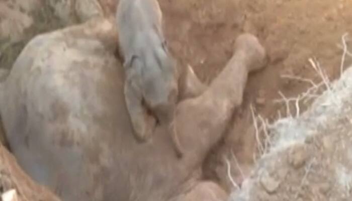 Baby elephant refuses to part with mother&#039;s dead body in Assam – Watch video