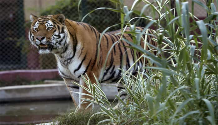 PANIC! Tigress breaks enclosure in Indore zoo, comes out of cage - This is what happened when she shocked visitors