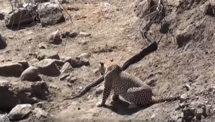 Leopard bumps into huge python, he weighs in and pounds – This Viral Video hits over 4 lakh views WATCH