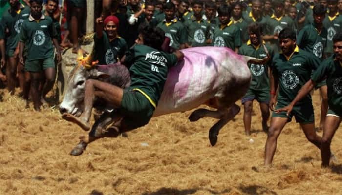 Supreme Court rejects Tamil Nadu&#039;s plea to reconsider verdict on Jallikattu ban