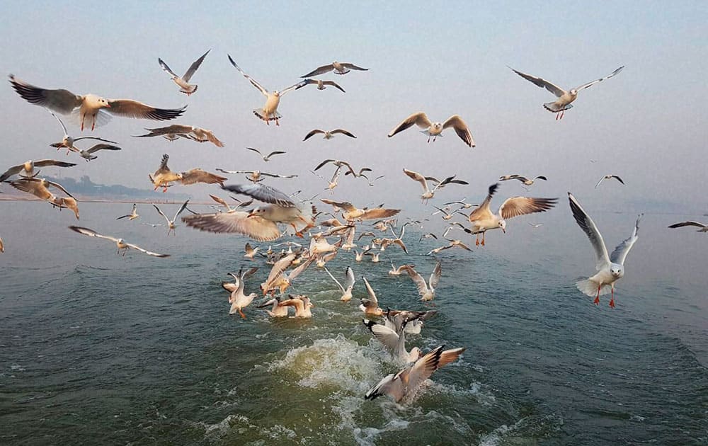 Siberian seagulls flying over river Ganga