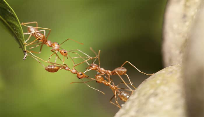 This is how how ants communicate with each other