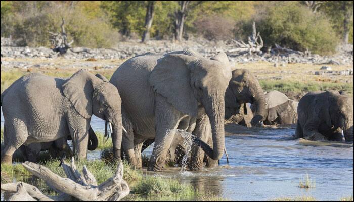 Elephants unleash chaos in Ranchi, causing several villagers to live on trees!