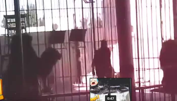 Lion fatally attacks animal trainer in circus – Watch Video