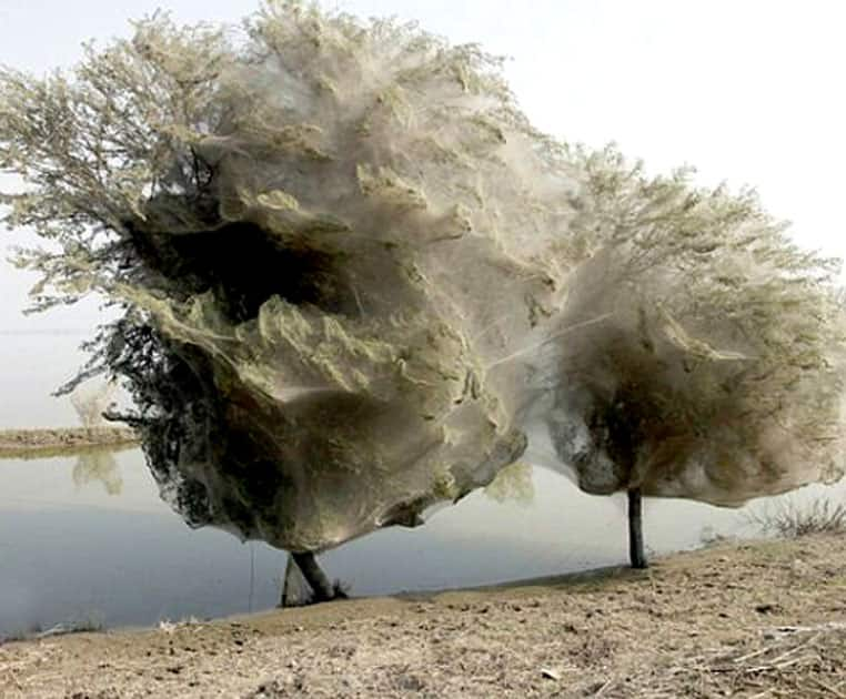 The Ghost Trees in Pakistan