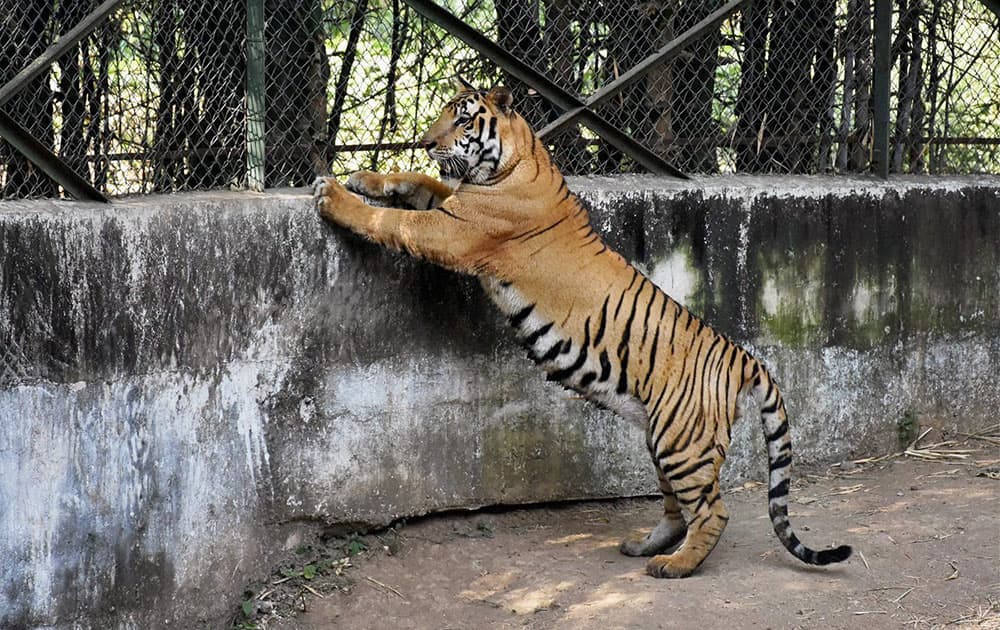 Tiger cub at Surat
