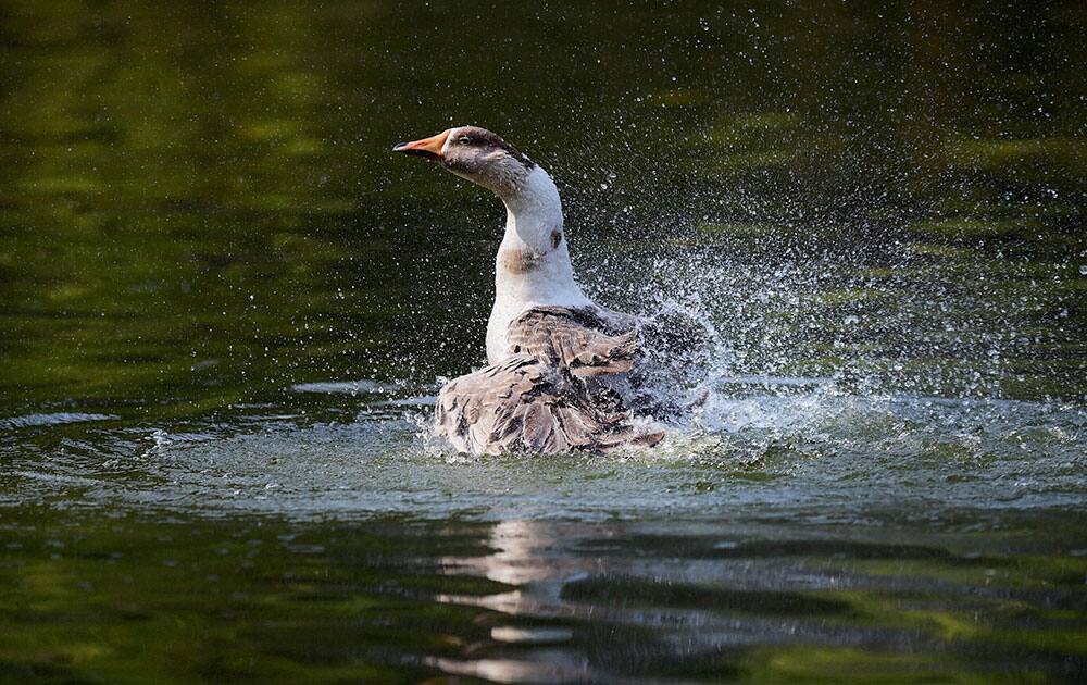 Black duck