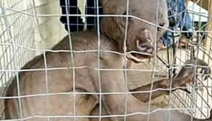 Fake or Real? 'Alien animal' caught on Karnataka-Kerala border | India News  | Zee News