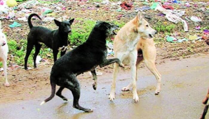 Delhi: Man, who chopped off puppy&#039;s legs with blade, used to roast pigeons too