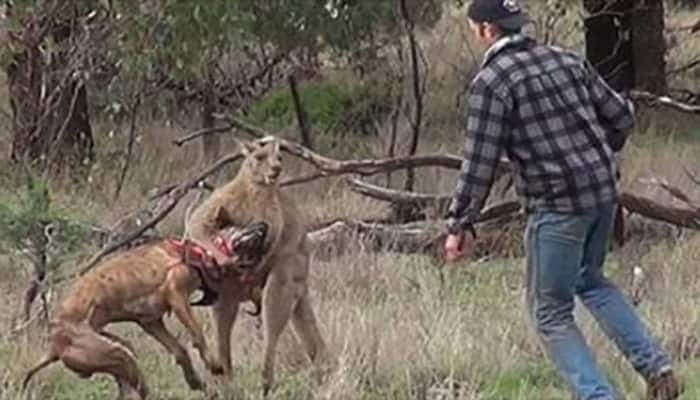 OMG! Man punches Kangaroo in face to save dog – Watch video