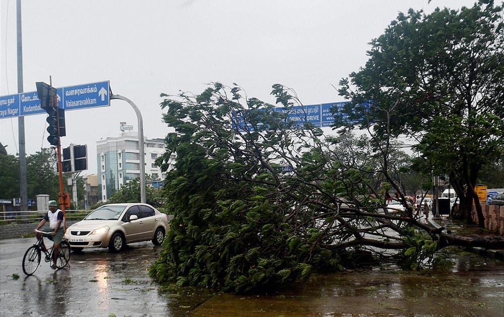 A car moves past an uprooted tree following a storm in Chennai