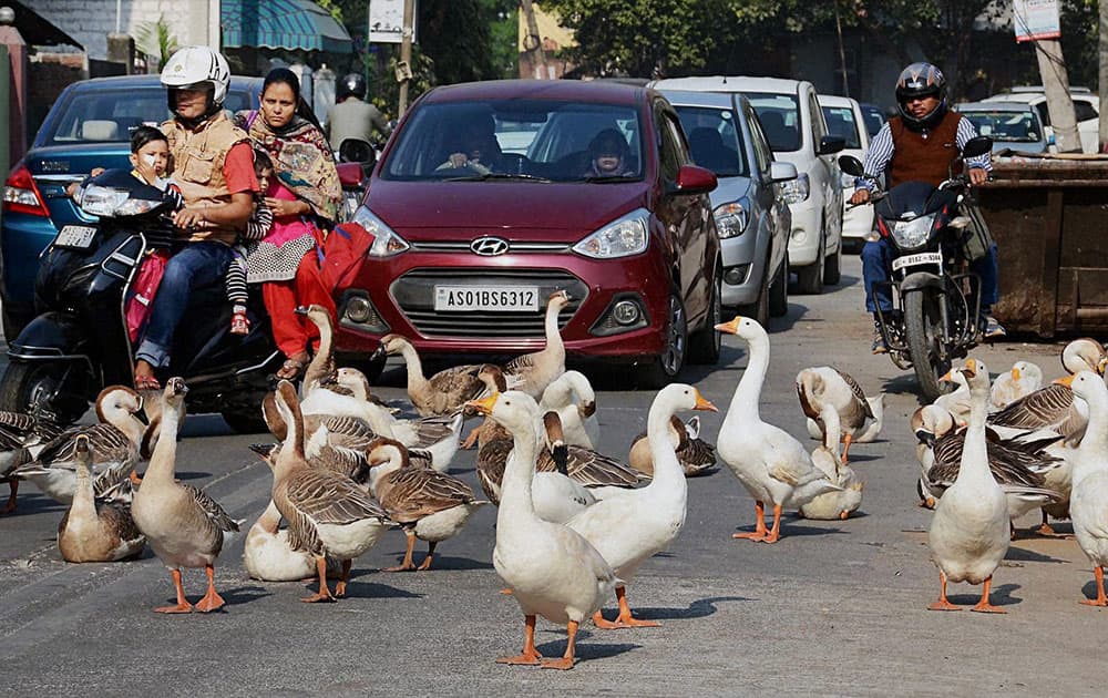 Ducks at a street