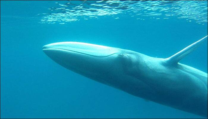 Great Barrier Reef gets a rare visit from world&#039;s most elusive whale species!