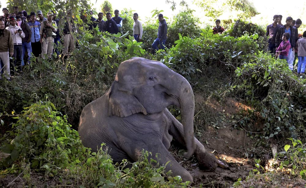 Elephants hit by a train