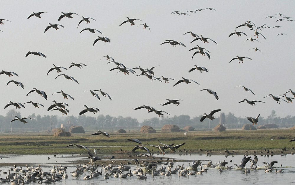 Migratory birds at the Gharana Wetland