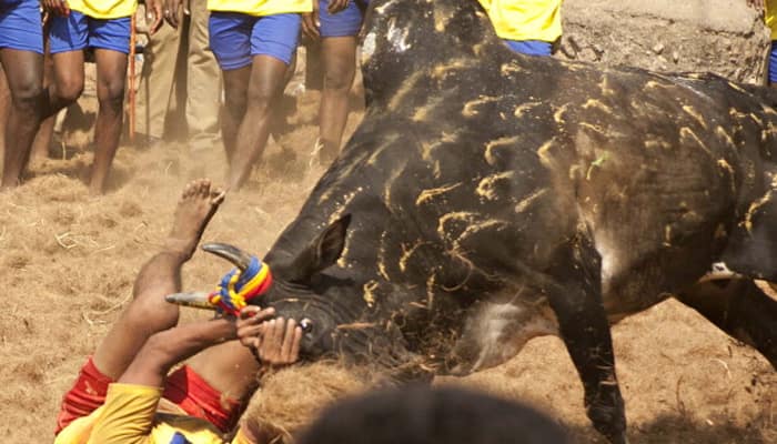 Jallikattu ban: DMK&#039;s MK Stalin announces demonstration on Jan 3, urges Centre to allow it