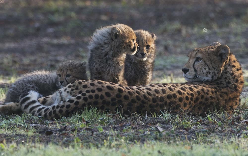 A Cheetah mother and three of her six cubs rest 