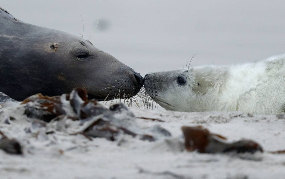 Heligoland Seals Give Birth To Record Number Of Pups