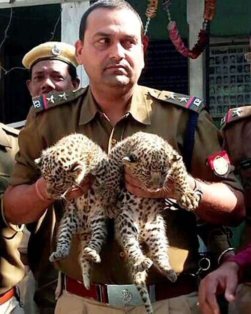 Local people Jalukbari area recovered two leopard cubs