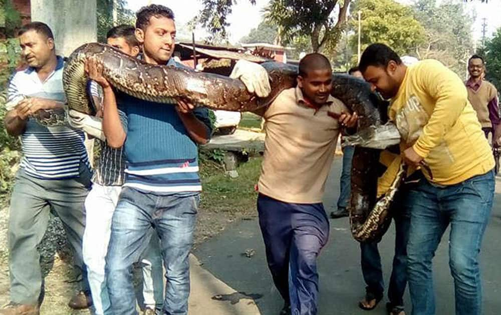 20-feet long python