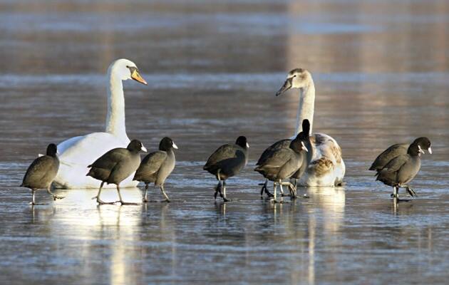 Bangladesh rescues over 300 birds of rare, endangered species