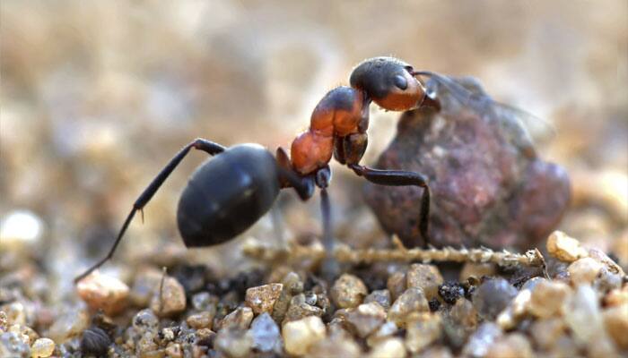 Researchers discover new species of &#039;ant-like&#039; desert bees