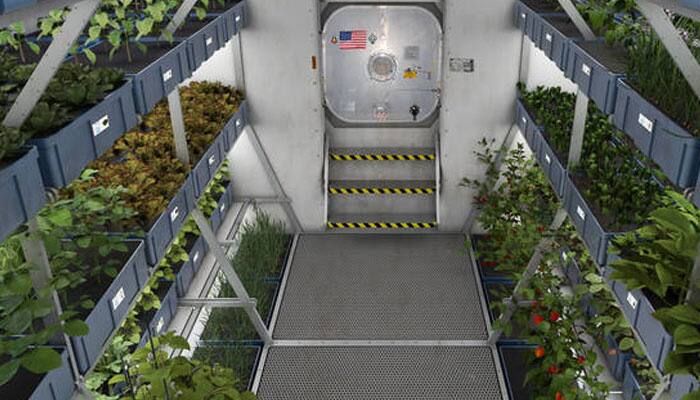 Plants sense gravity, Space cucumbers reveal how!