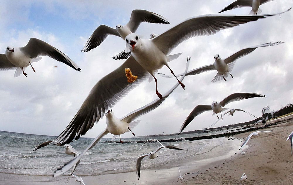 Sea gulls fly at the beach of the Baltic Sea