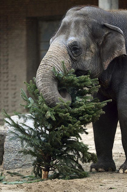 An elephant munches a discarded Christmas tree