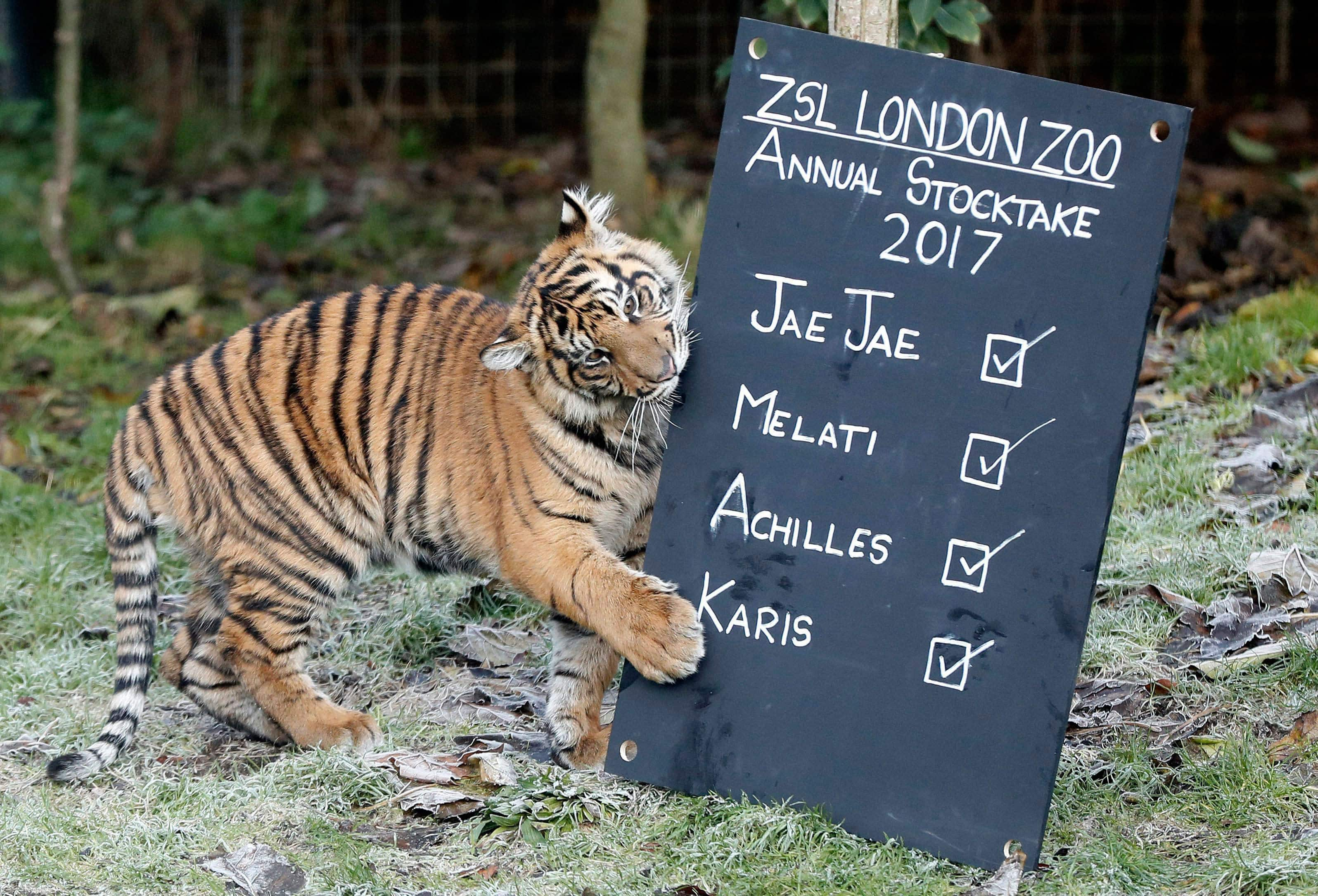 tiger cubs