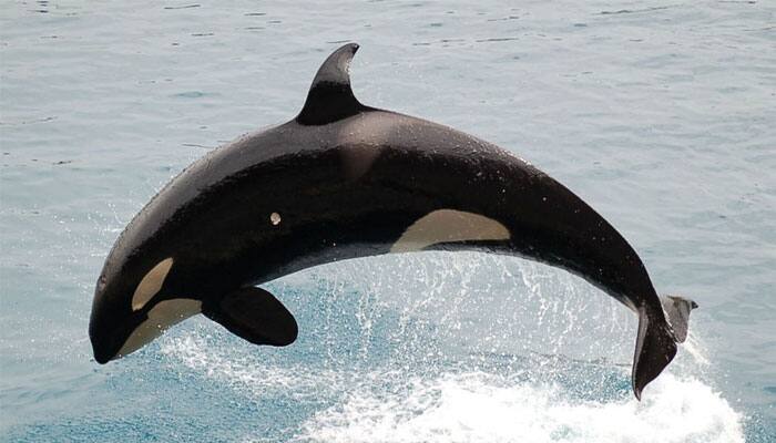 World&#039;s oldest killer whale &#039;Granny&#039; dies at 105 