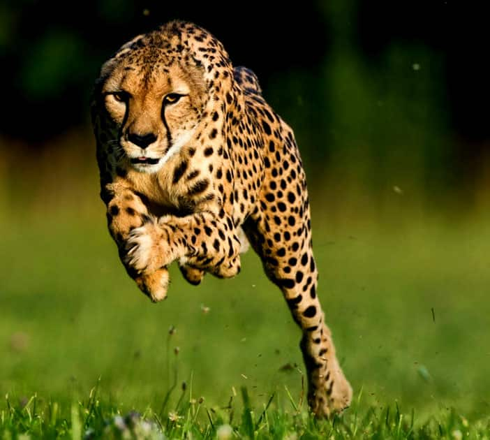 Cheetah - Speed : 75 MPH / 120 KMP