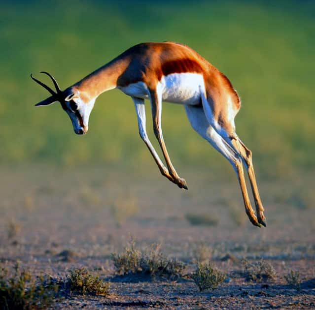 Springbok - Speed : 55 MPH / 88 KMP