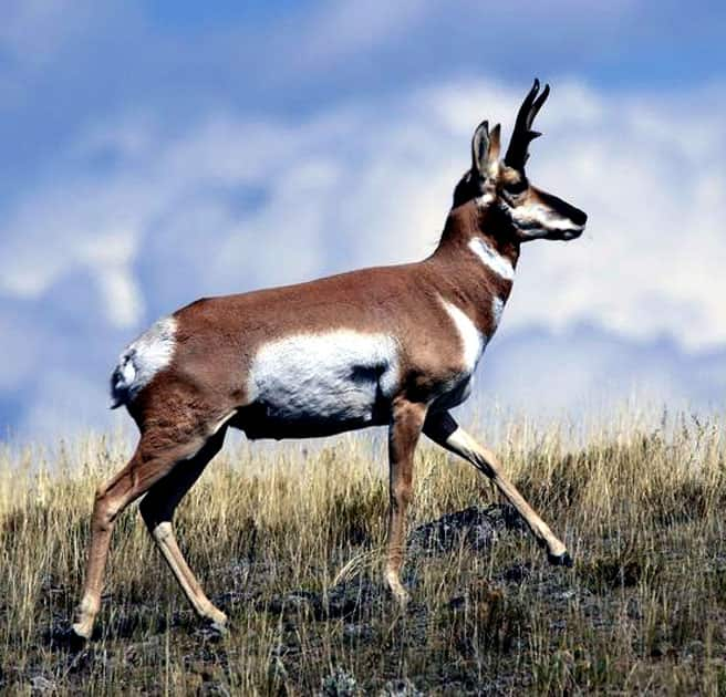 Pronghorn - Speed : 55 MPH / 88 KMP