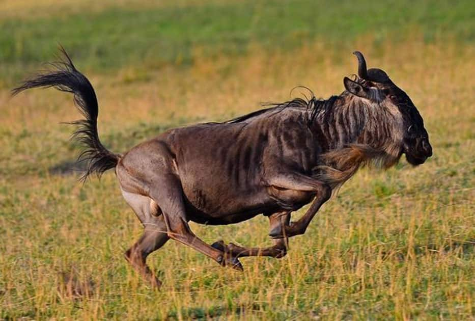 Wildebeest - Speed : 50 MPH / 80 KMP