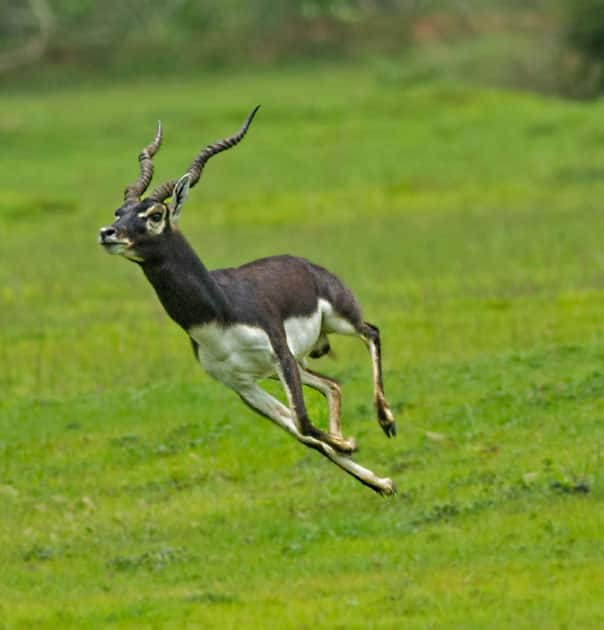 Blackbuck - Speed : 50 MPH / 80 KMP