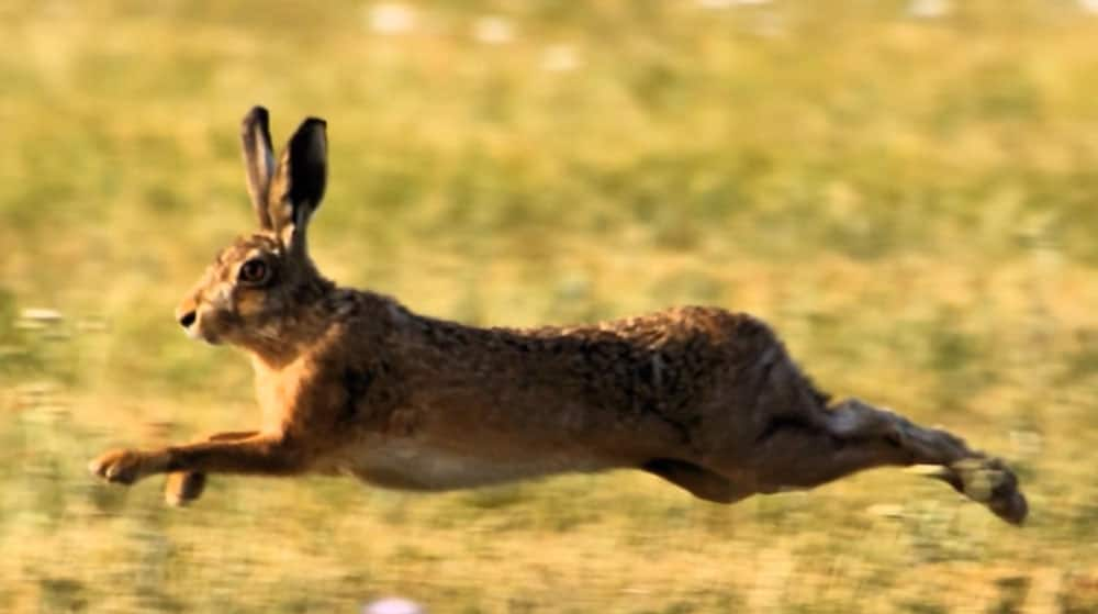 Brown hare - Speed : 47 MPH / 75 KMP