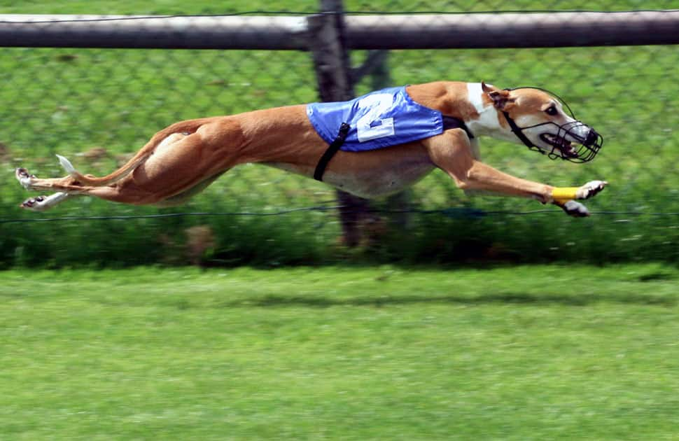 Greyhound - Speed : 44 MPH / 70 KMP