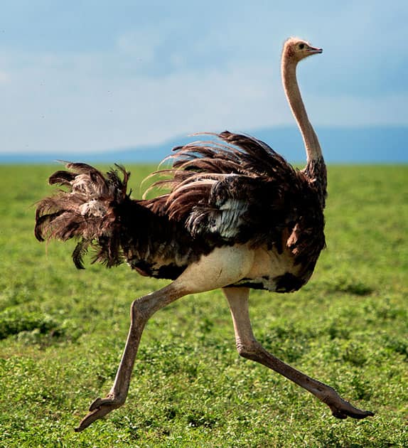 Ostrich - Speed : 44 MPH / 70 KMP