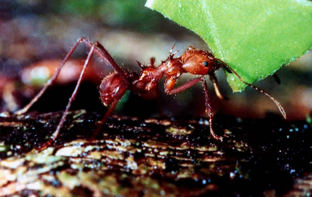 Leafcutter ant