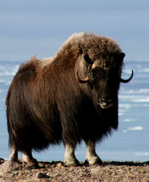 Muskox