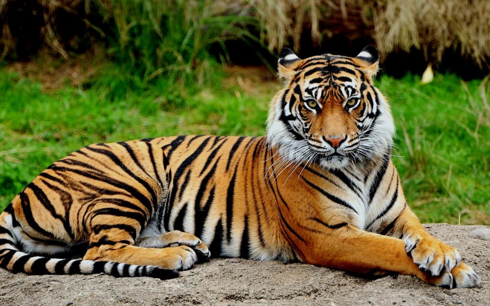 Top 10 Strongest Animal in the World | News | Zee News