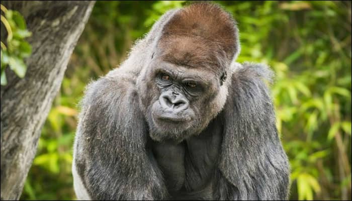 Bebac, Cleveland Zoo&#039;s beloved gorilla, passes away at 32