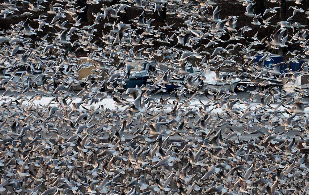 River gulls fly over a frozen section of the Sava river