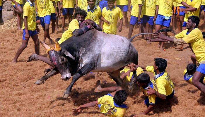 Tamil Nadu CM O Paneerselvam wants Jallikattu back, writes to PM Narendra Modi seeking ordinance