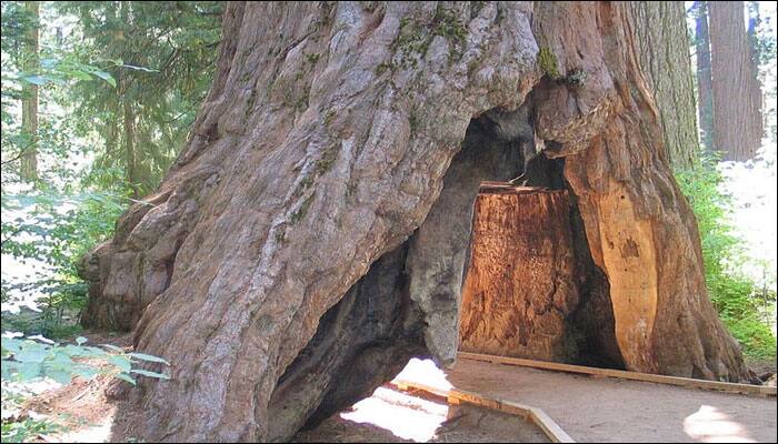 After 1000 years of standing tall, one of world&#039;s oldest trees felled by storm - Twitter pays tribute!