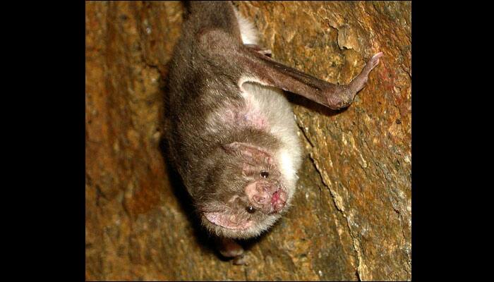 Human blood is actually a vampire bat&#039;s favourite poison, discover scientists!